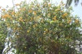 Street view of the Kos Island\'s orange tree. Close to the Asclepeion, ancient Odeon, Ancient Gymnasion, Greece.